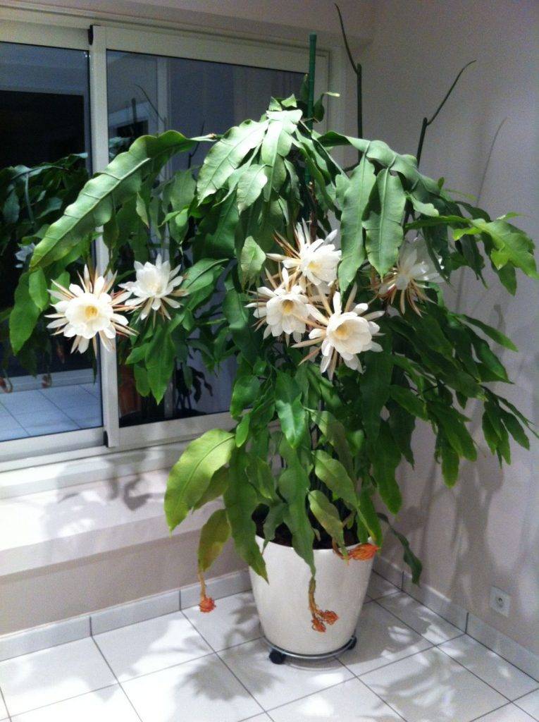 Эпифиллум. уход и выращивание в домашних условиях. описание, виды, фото кактуса