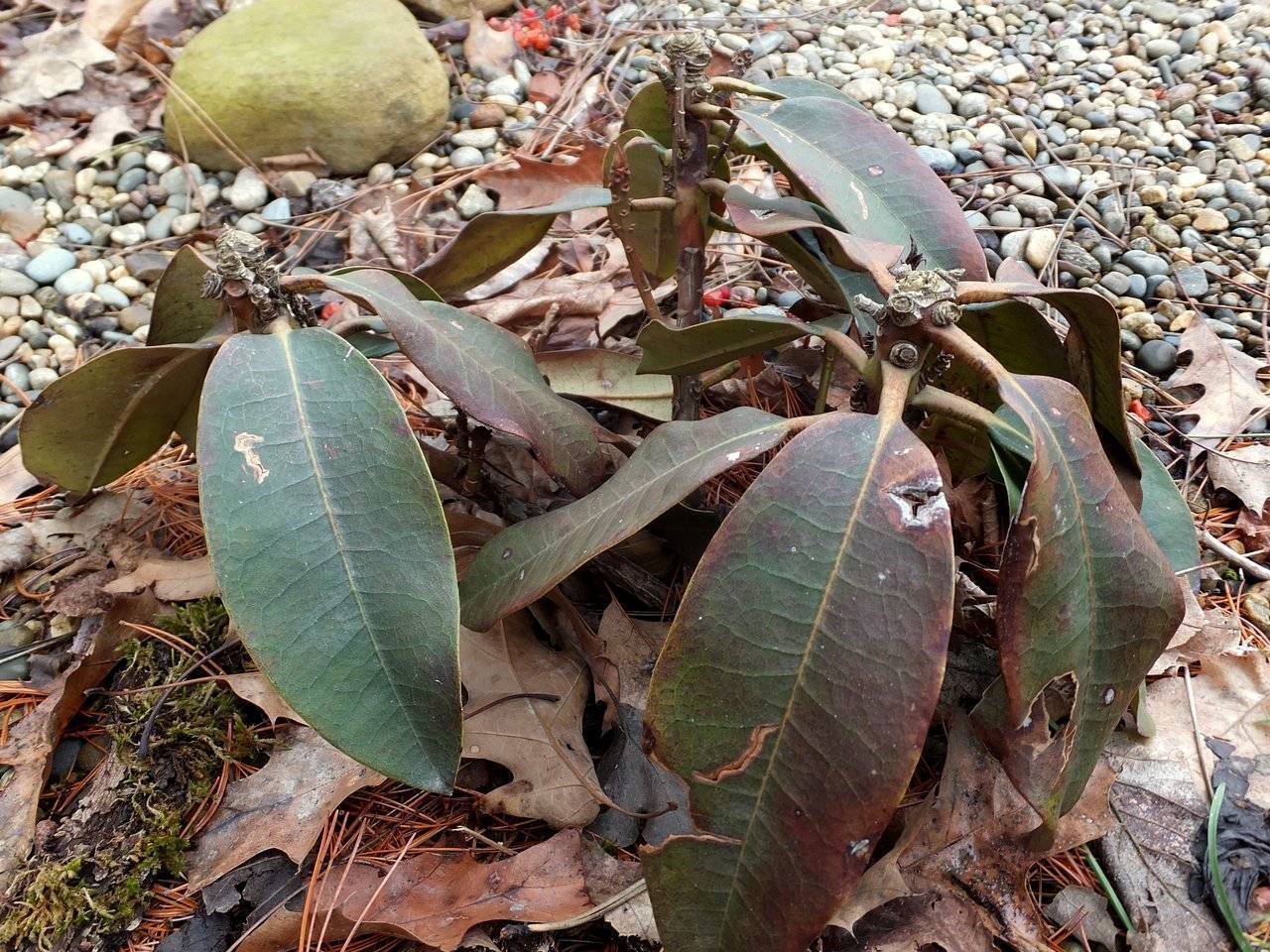 Болезни рододендронов и их лечение с фото: почему коричневеют листья, что делать, если появились дырочки, борьба с вредителями