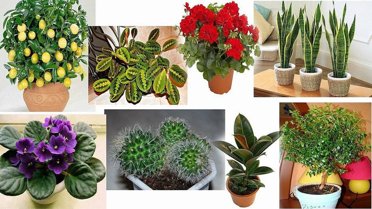 Какие 10 комнатных растений приносят счастье, любовь и благополучие