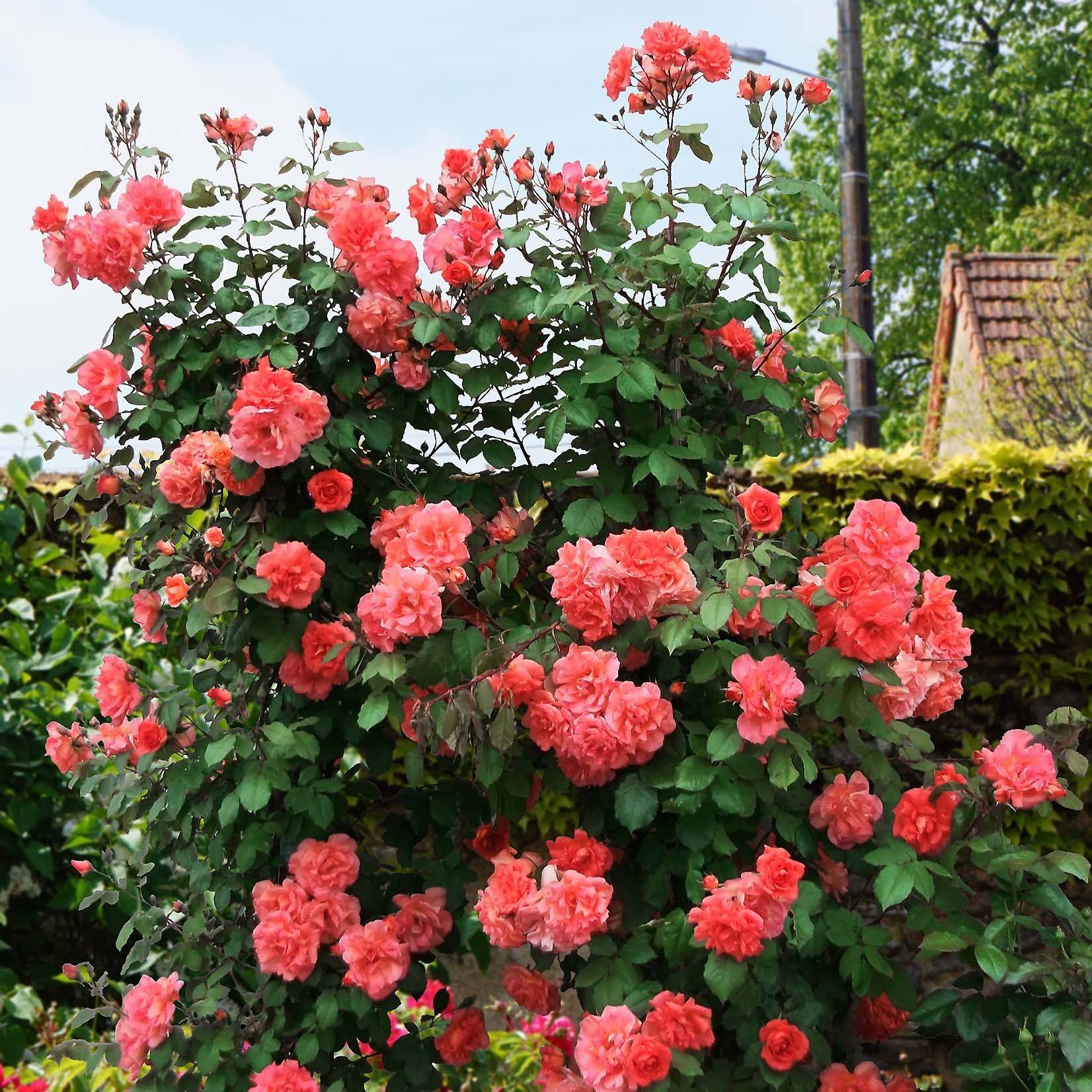 Полиантовые розы: что это такое, сорта, фото и видео, описание, отзывы