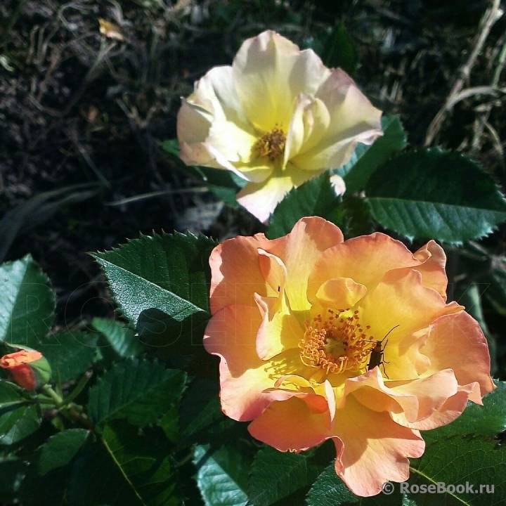 Роза морден санрайс (morden sunrise): фото, описание и особенности
