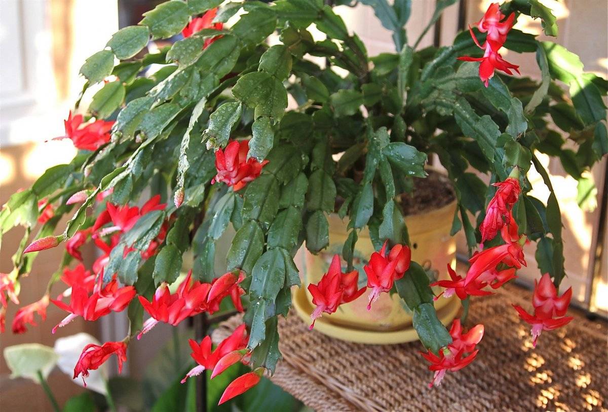 Декабрист (шлюмбергера) — уход в домашних условиях за рождественским кактусом