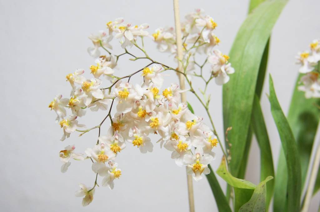 Орхидея онцидиум: выращивание и уход