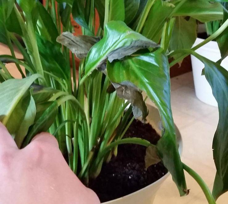 Почему сохнут листья у комнатных растений зимой: причины и что делать