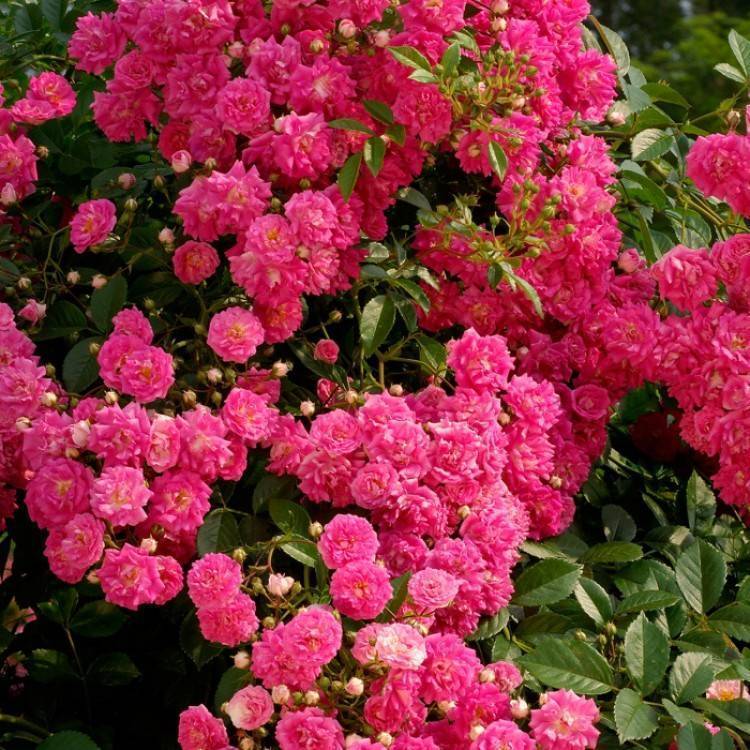 Лучшие сорта почвопокровных роз для создания яркого ковра в саду