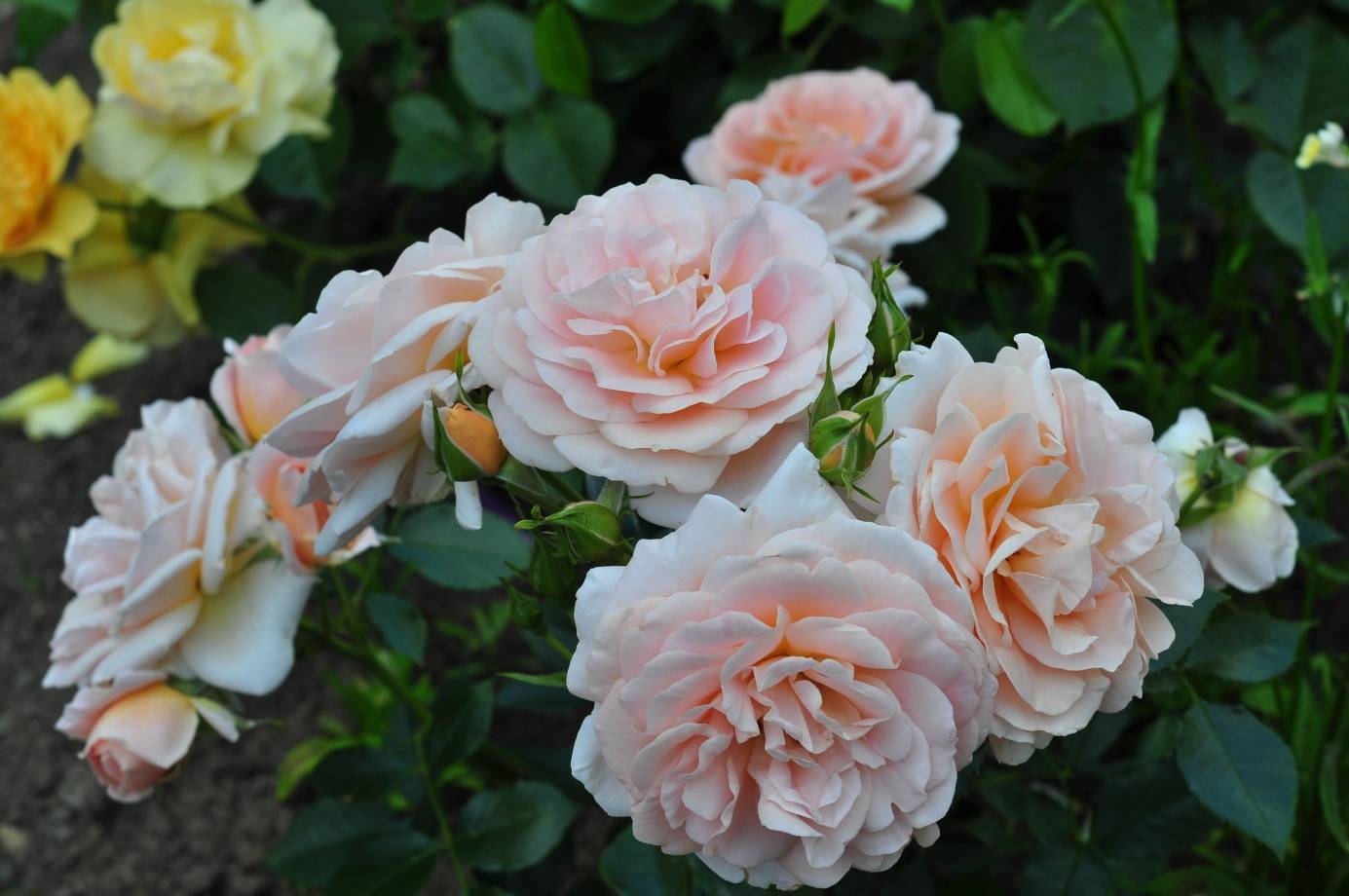 Роза гейша (geisha) — особенности выращивания