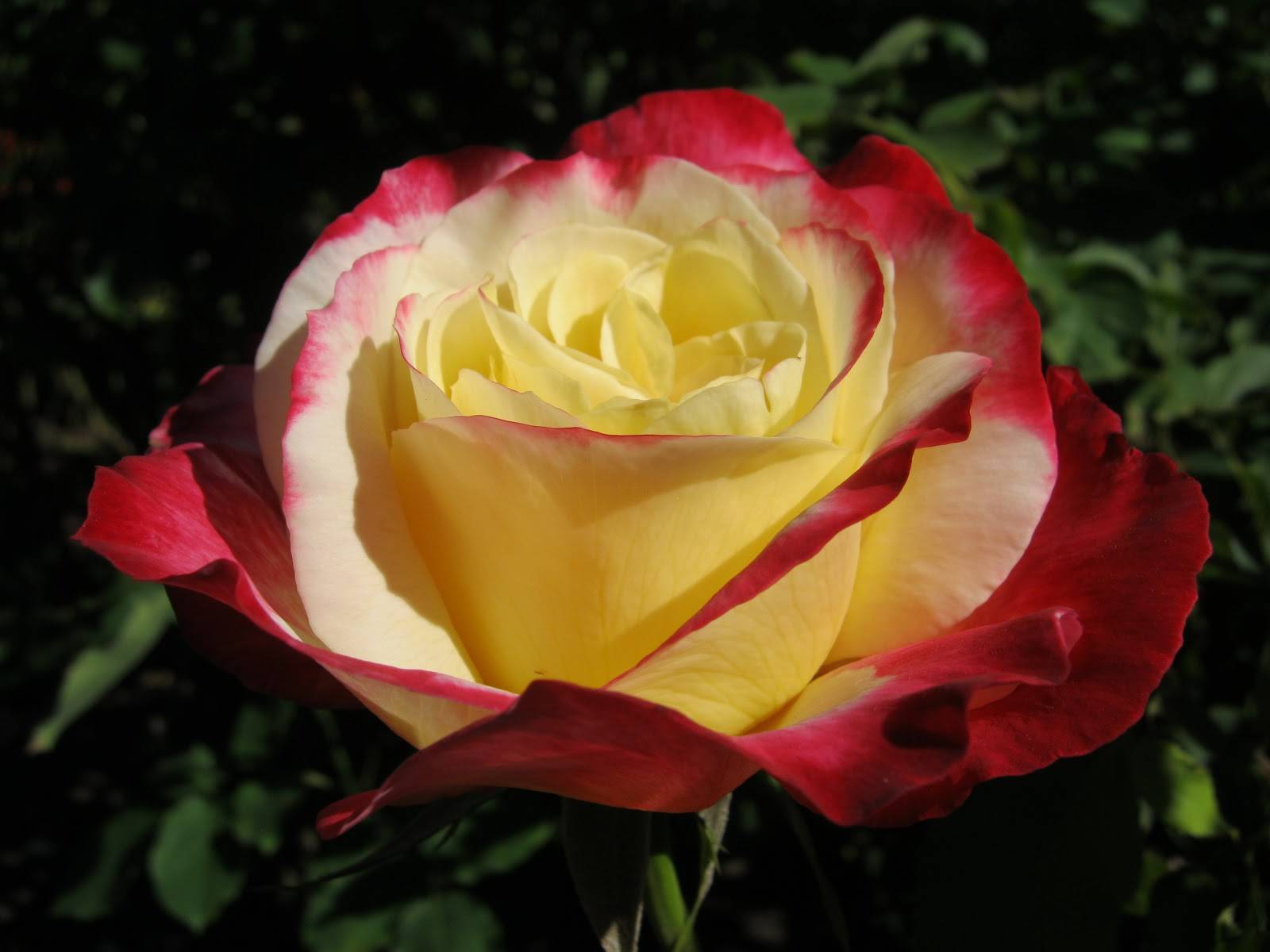Выращивание двухцветной чайно-гибридной розы дабл делайт
