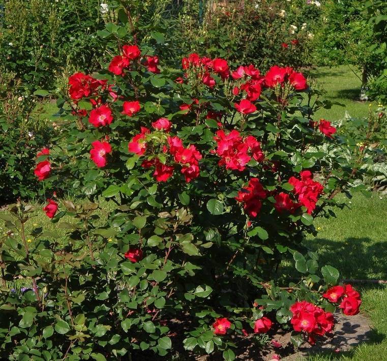Роза Робуста (Robusta) — описание сортового куста