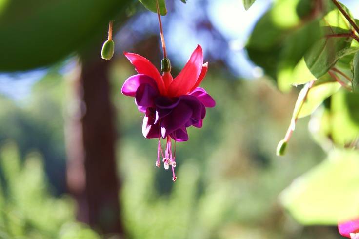 Домашний цветок фуксия: описание, уход, выращивание, посадка и размножение