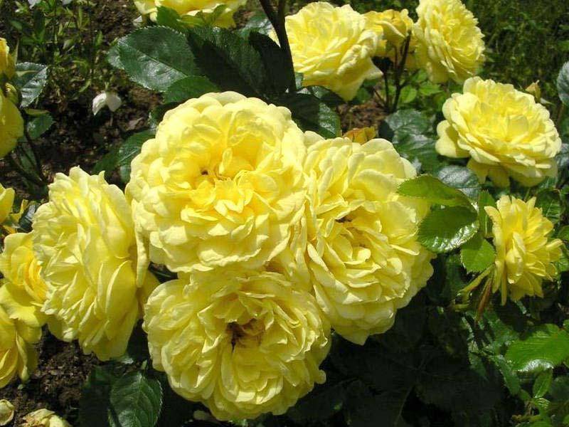 О розах шрабах: что это такое, посадка, уход и выращивание полуплетистых роз