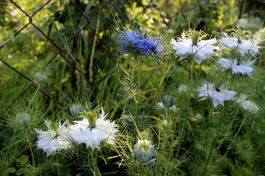 Дамасская нигелла (альбина) — цветок белого, голубого и синего цвета