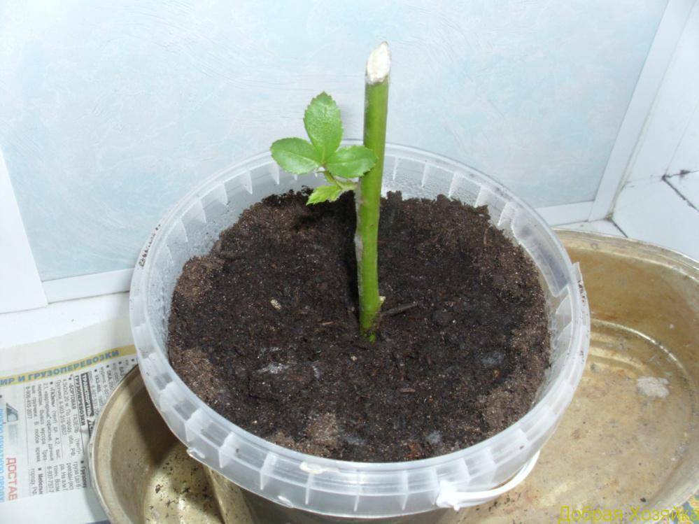 Суданская роза – польза и вред растения, выращивание в домашних условиях