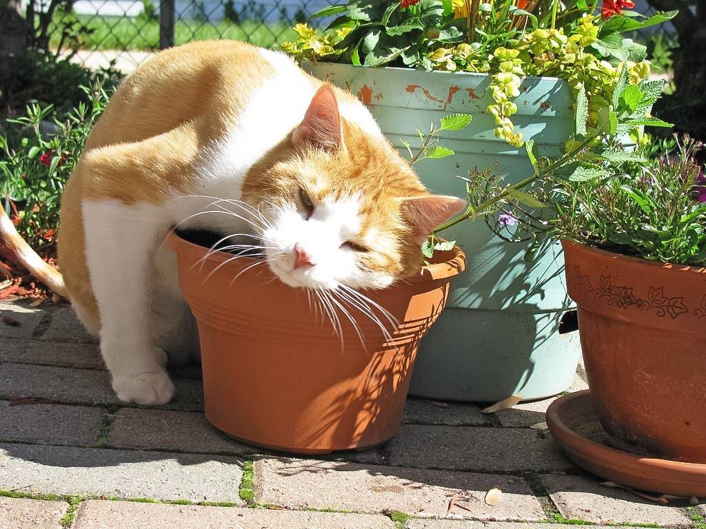 Кот-цветовод: как отучить кота барсика есть комнатные цветы