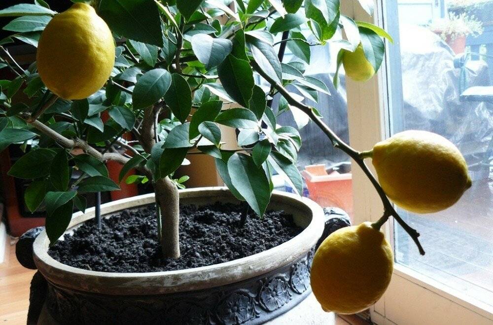 Почему не растёт лимон? уход в домашних условиях. фото — ботаничка