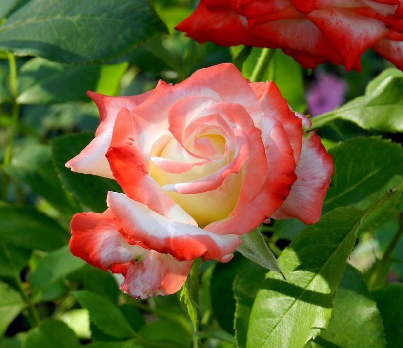 Роза юбилей принца монако?: характеристика, описание сорта, фото, посадка и уход | qlumba.com