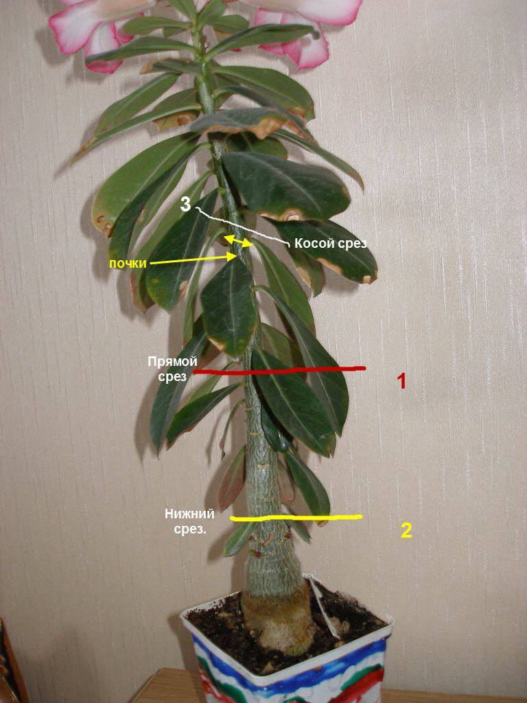 Выращивание адениума в домашних условиях: особенности посадки и ухода за растением
