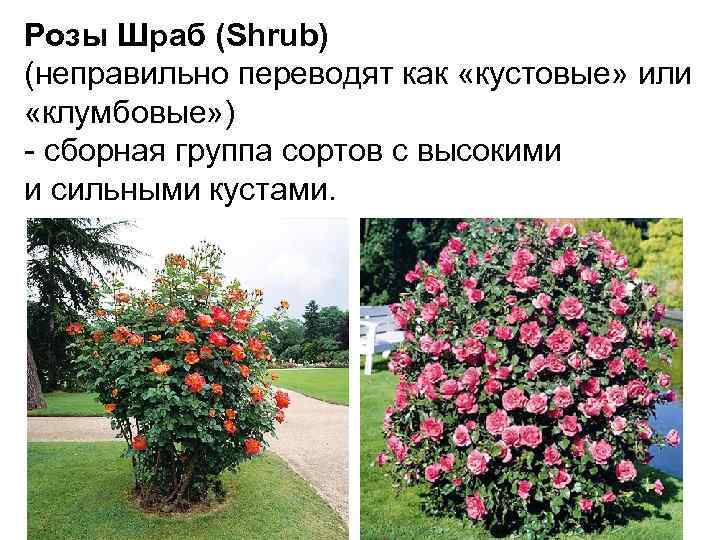Розы грандифлора и их штамбовые формы, основные группы роз, особенности выращивания и весенней обрезки