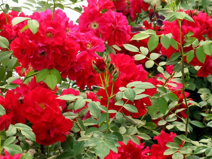 ✅ о розе adelaide hoodless: описание и характеристики, выращивание канадской розы - tehnomir32.ru