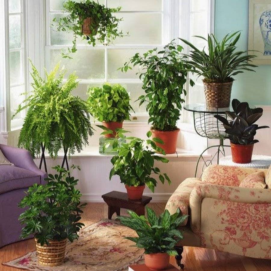 Благоприятные комнатные растения для дома по фен-шуй