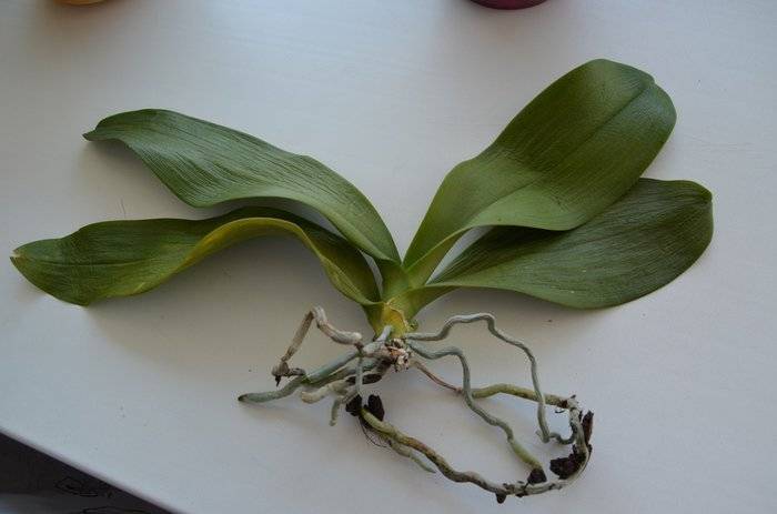 Вянет орхидея: что делать, причины, особенности ухода и выращивания