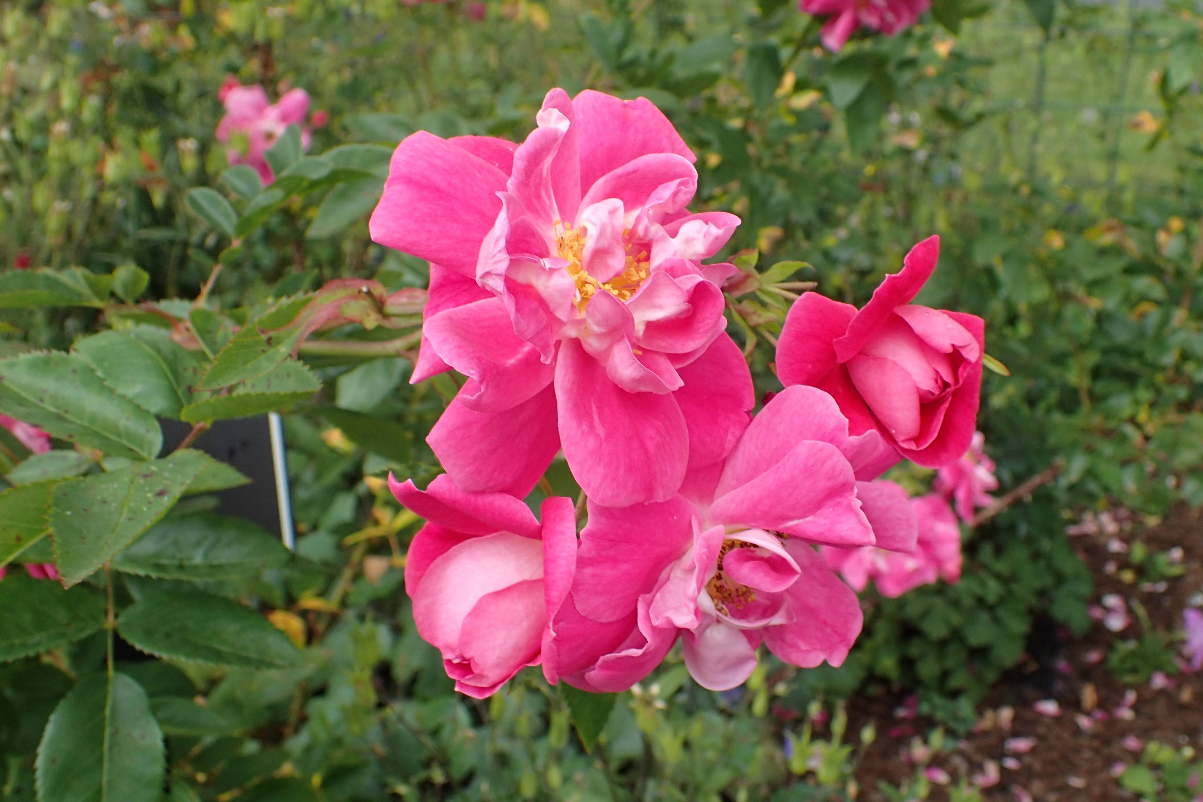 Канадские розы: характеристика, описание и уход за сортом