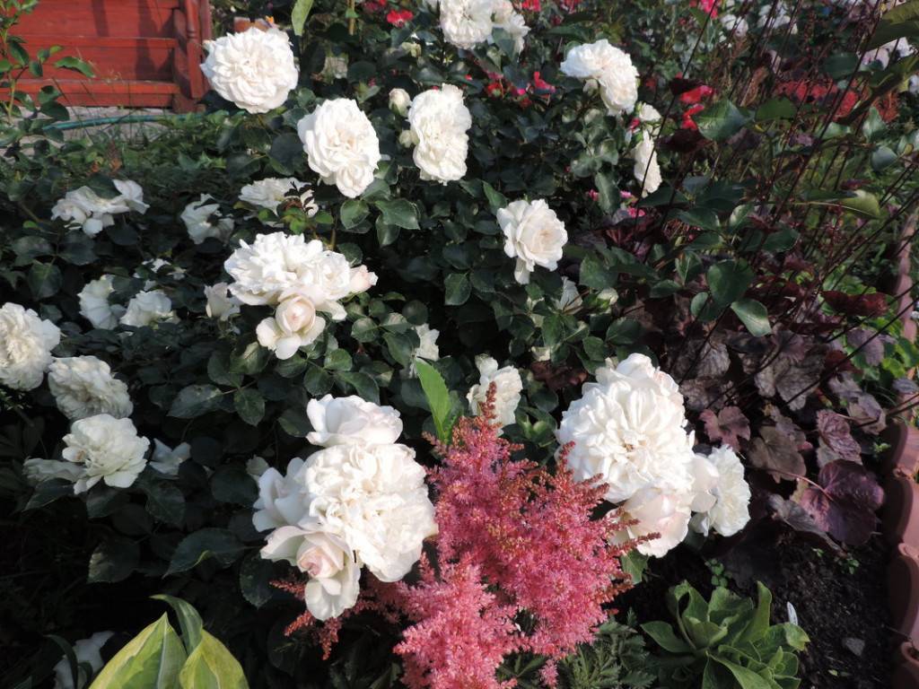 Роза бланк мейяндекор (blanc meillandecor) — характеристики культуры