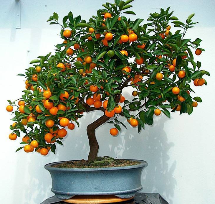 Как вырастить апельсиновое дерево из косточки в домашних условиях