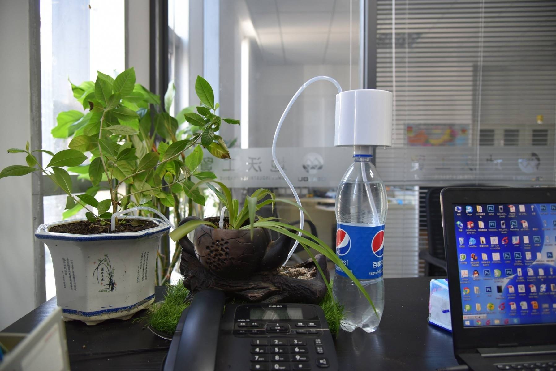 5 комнатных растений, которые выживут без полива 2 недели