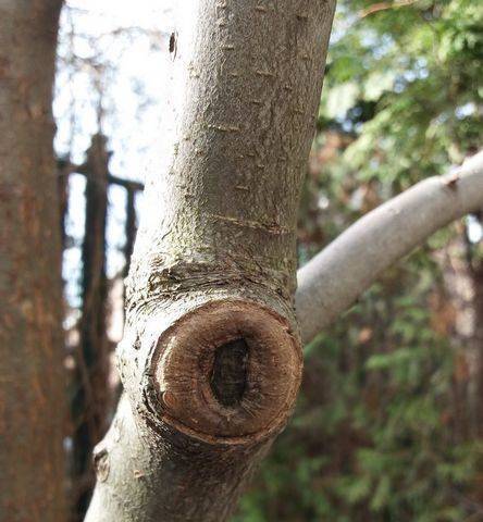 Открытая рана: обрабатываем срезы плодовых деревьев
