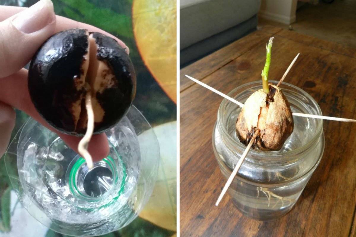 Как вырастить авокадо из косточки в домашних условиях. фото