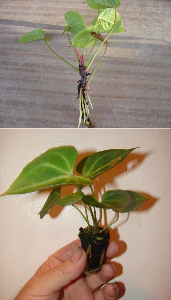 Размножение антуриума в домашних условиях: как вырастить из черенков, семян или листьев, а также как выглядит на фото selo.guru — интернет портал о сельском хозяйстве