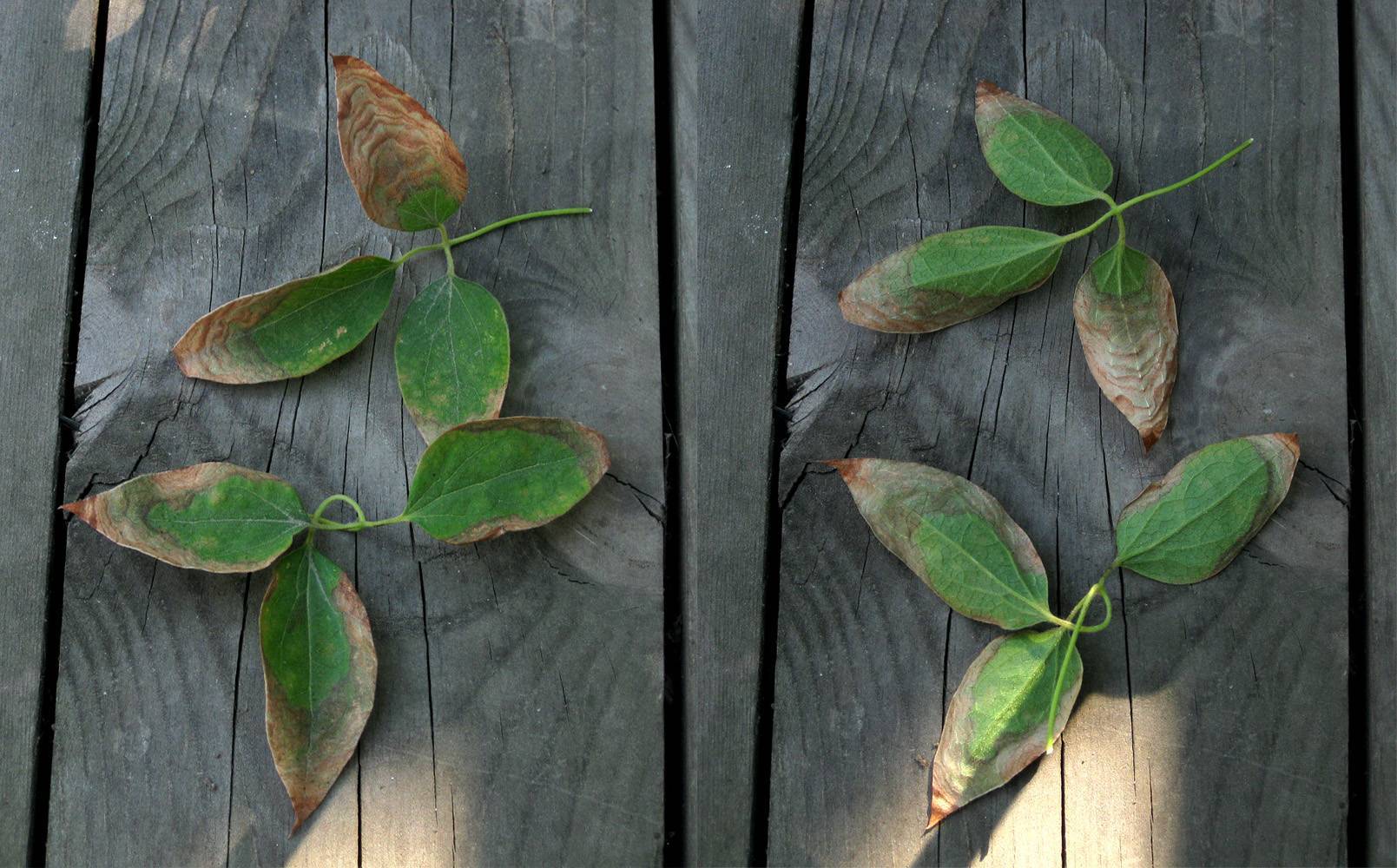 Клематис краснеют листья чахнет что делать. болезни клематисов и их лечение с фото