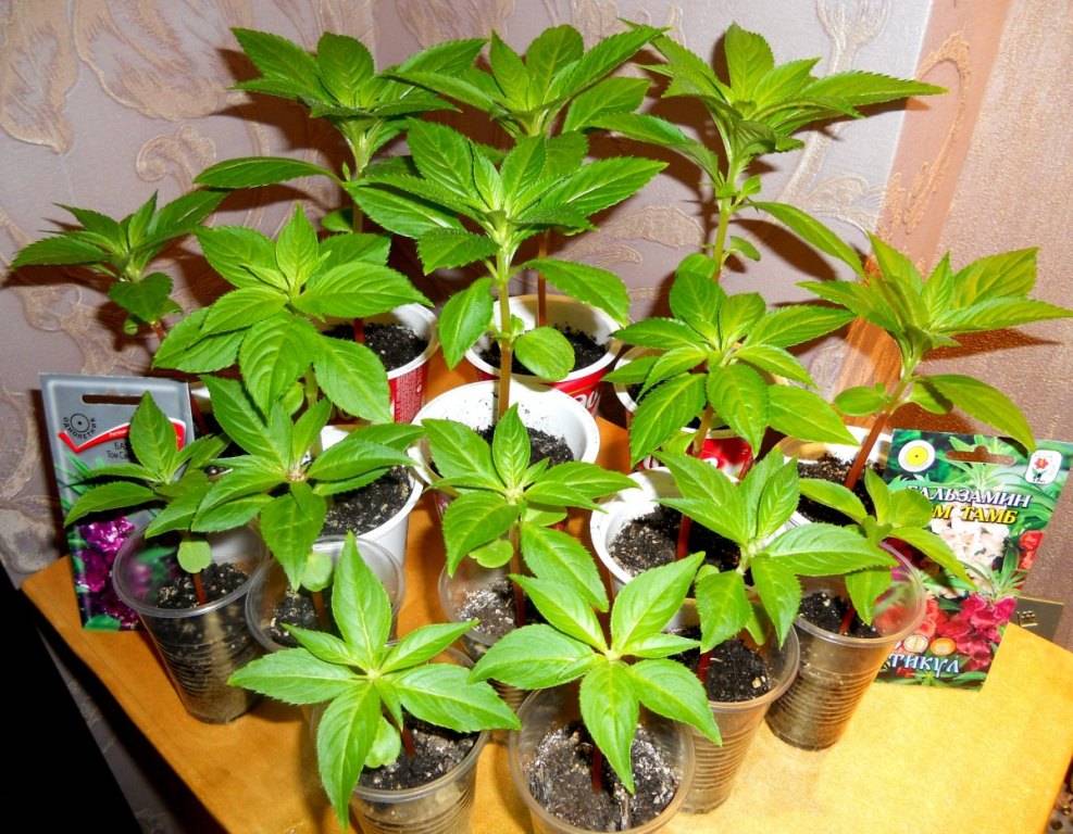 Какие комнатные растения можно выращивать из семян?