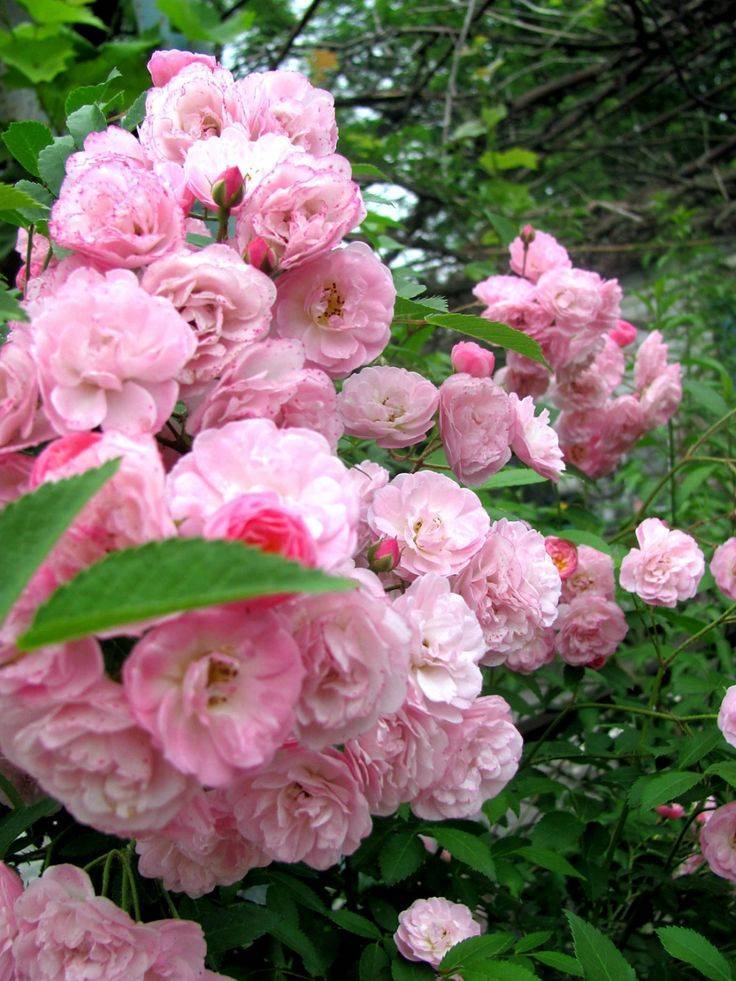 Роза хэвенли пинк (heavenly pink) — описание сорта