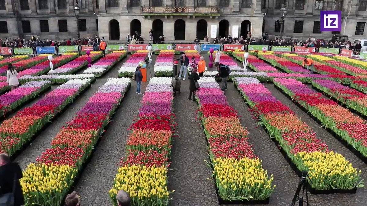 Незабываемое зрелище: 19 фото с фестиваля тюльпанов в нидерландах