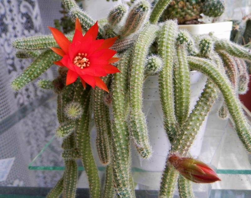 Лобивия — любимый кактус офисов. выращивание, уход, фото — ботаничка