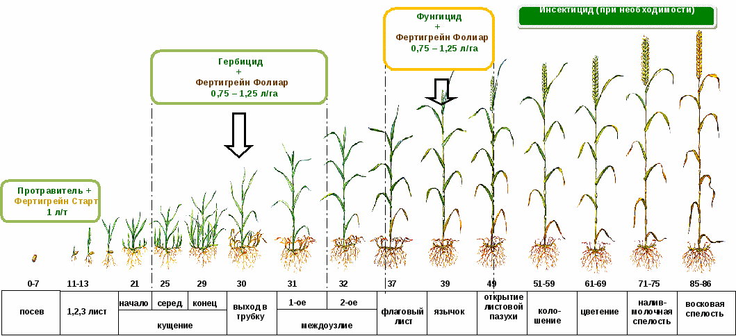 Забота о корнях растений: какие стимуляторы помогут сделать корневую систему крепкой