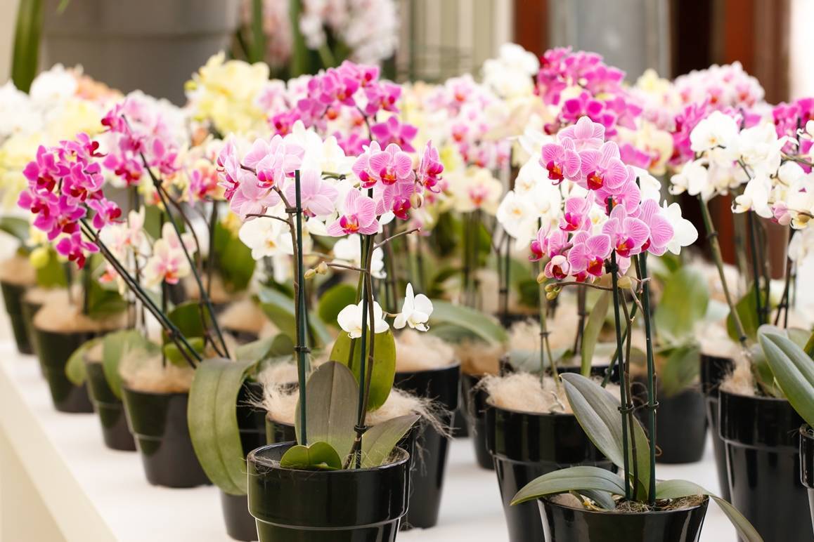 Орхидея ваниль: посадка, уход и размножение в домашних условиях, фото