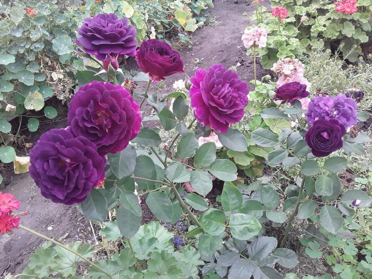 О штамбовой розе: описание и характеристики сортов древовидной розы
