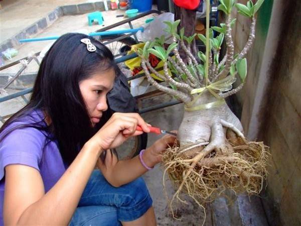 Адениум: как правильно провести обрезку и формирование кроны и корней – аграрий