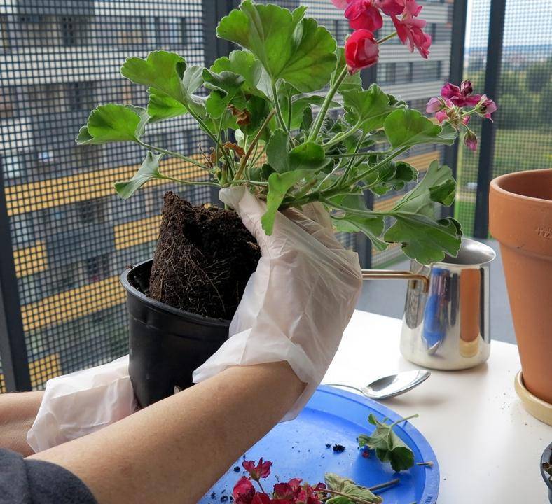 Когда пересаживать комнатные цветы и как адаптировать растение после процедуры пересадки