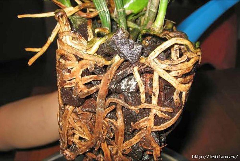 У орхидеи сгнили все корни: что делать и как спасти, если растение погибает - видео-инструкция