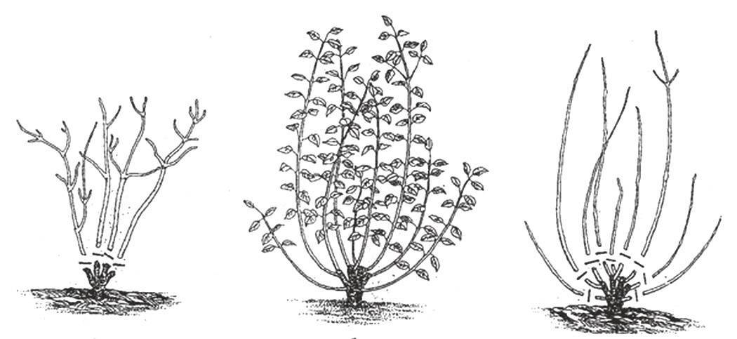 Бугенвиллия: выращивание и уход в домашних условиях, размножение цветка, обрезка, пересадка