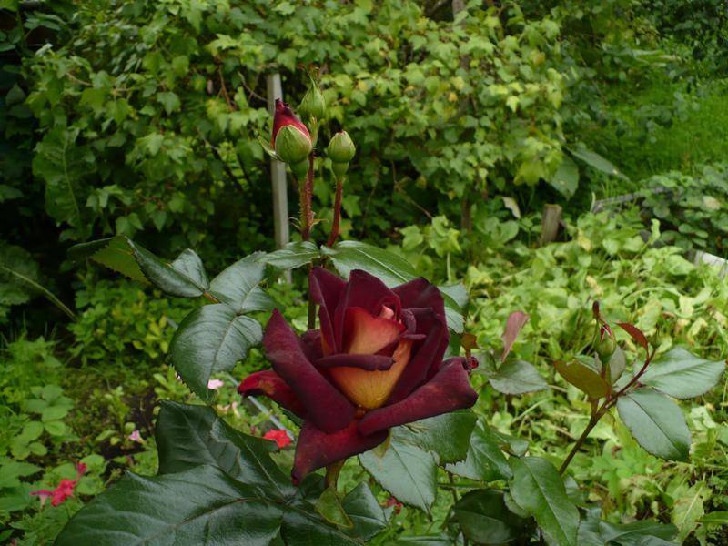 Роза эдди митчелл: описание и фото растения, особенности цветения, правила ухода и размножения, а также рекомендации по борьбе с болезнями и вредителямидача эксперт