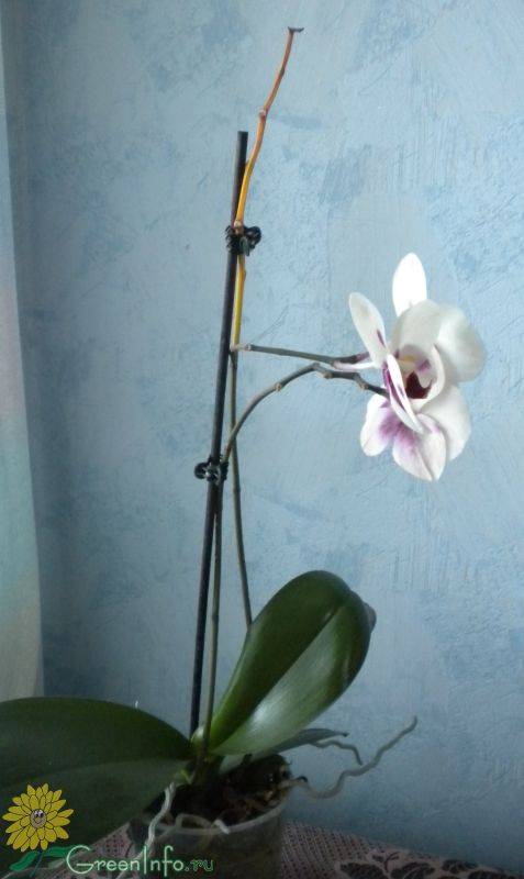 Орхидея отцветает, что делать дальше: когда цветонос должен отцвести, как нужно ухаживать за цветком после цветения и когда это должно произойти