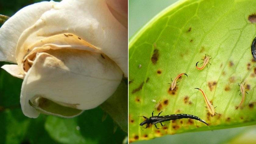 Трипсы на розах — как избавиться от паразитов