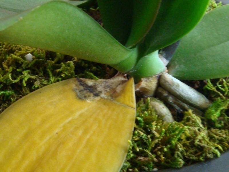 У орхидеи желтеют листья: причины и эффективные способы борьбы