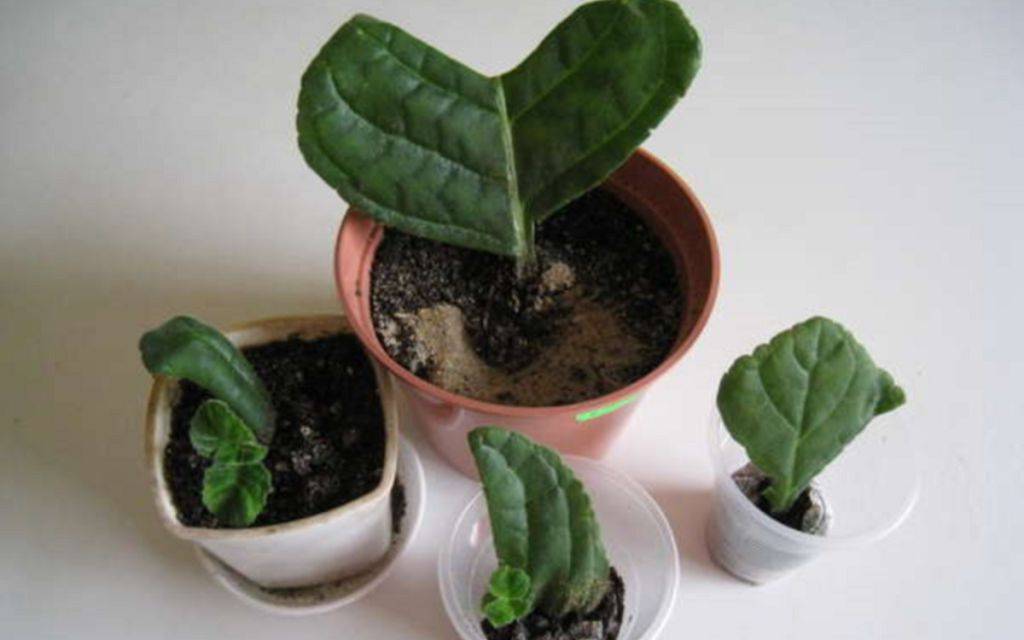 Размножение глоксинии листом и семенами в домашних условиях, пошаговая инструкция с фото