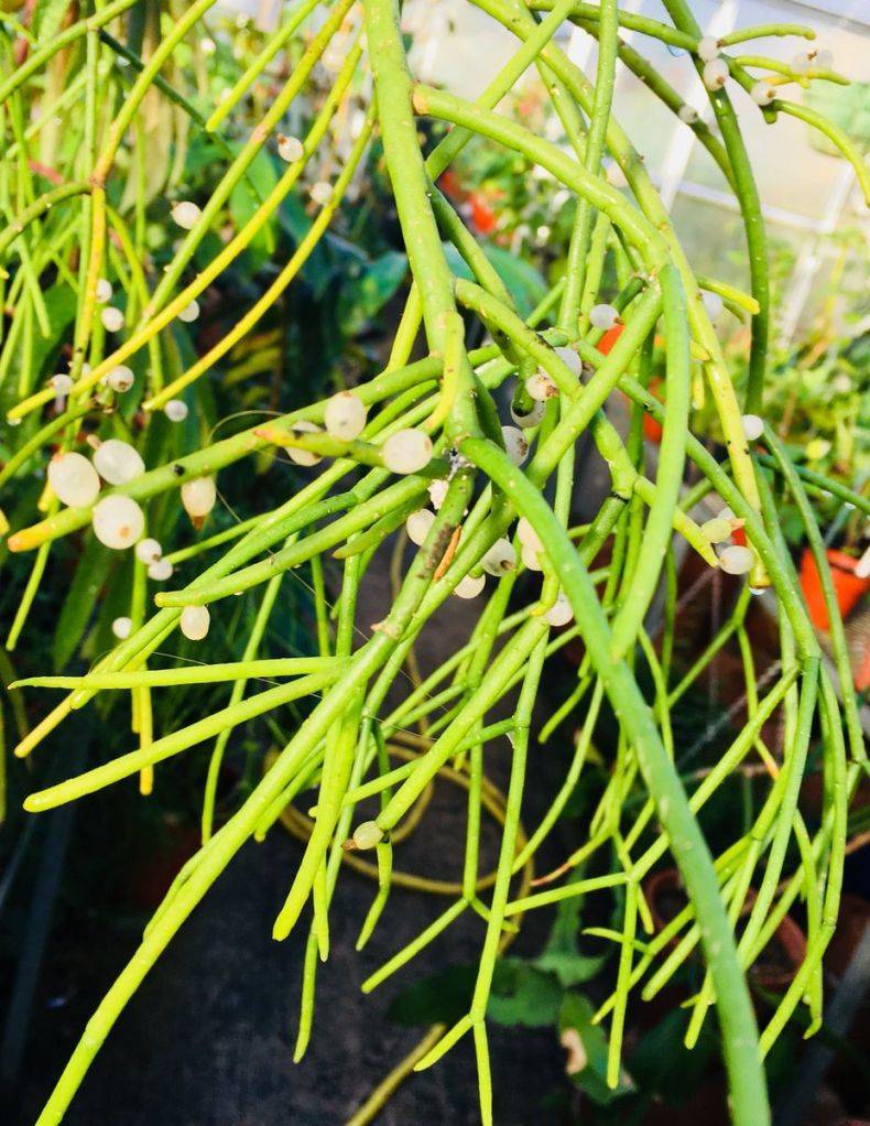 Рипсалисы — самые необычные кактусы