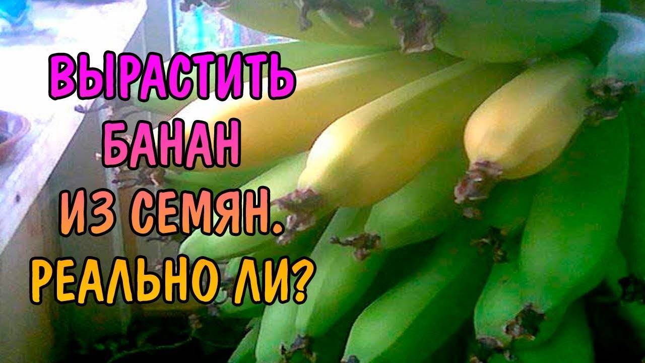 Подробнее о том, как выращивать банан в домашних условиях